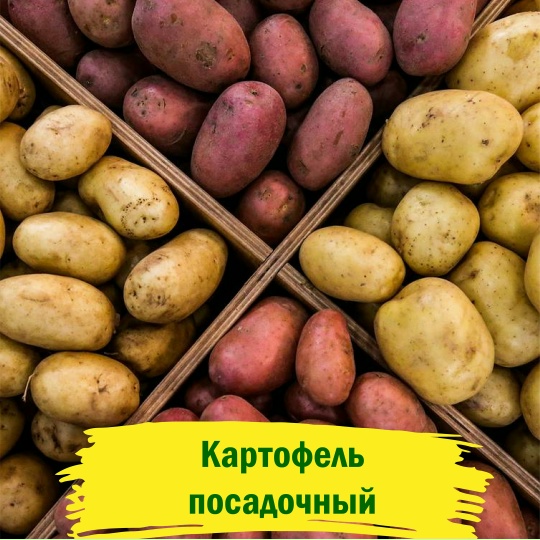 Картофель посадочный